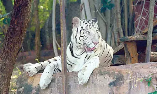 White tiger Sameer passes away at SV Zoo Park