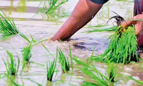Rs 947 crore aid rolled out for rain-hit farmers in Gujarat