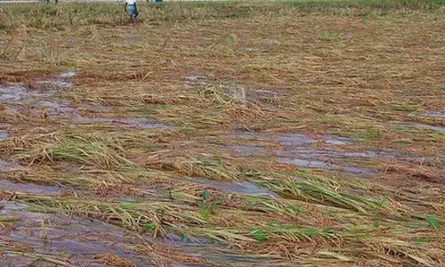 Heavy rain submerges paddy crop in TNs Thanjavur, farmers fear losses