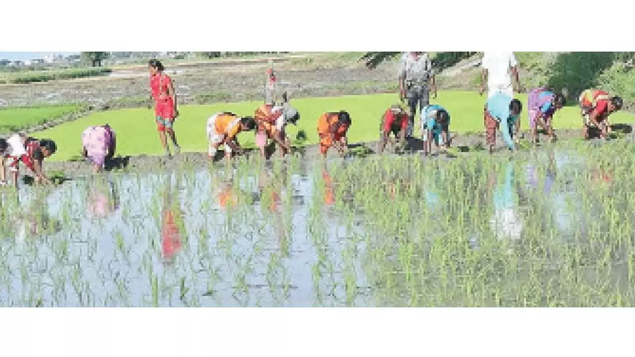Sowing area of paddy, maize up in Kharif in RR district Sowing area of paddy, maize up in Kharif in RR district