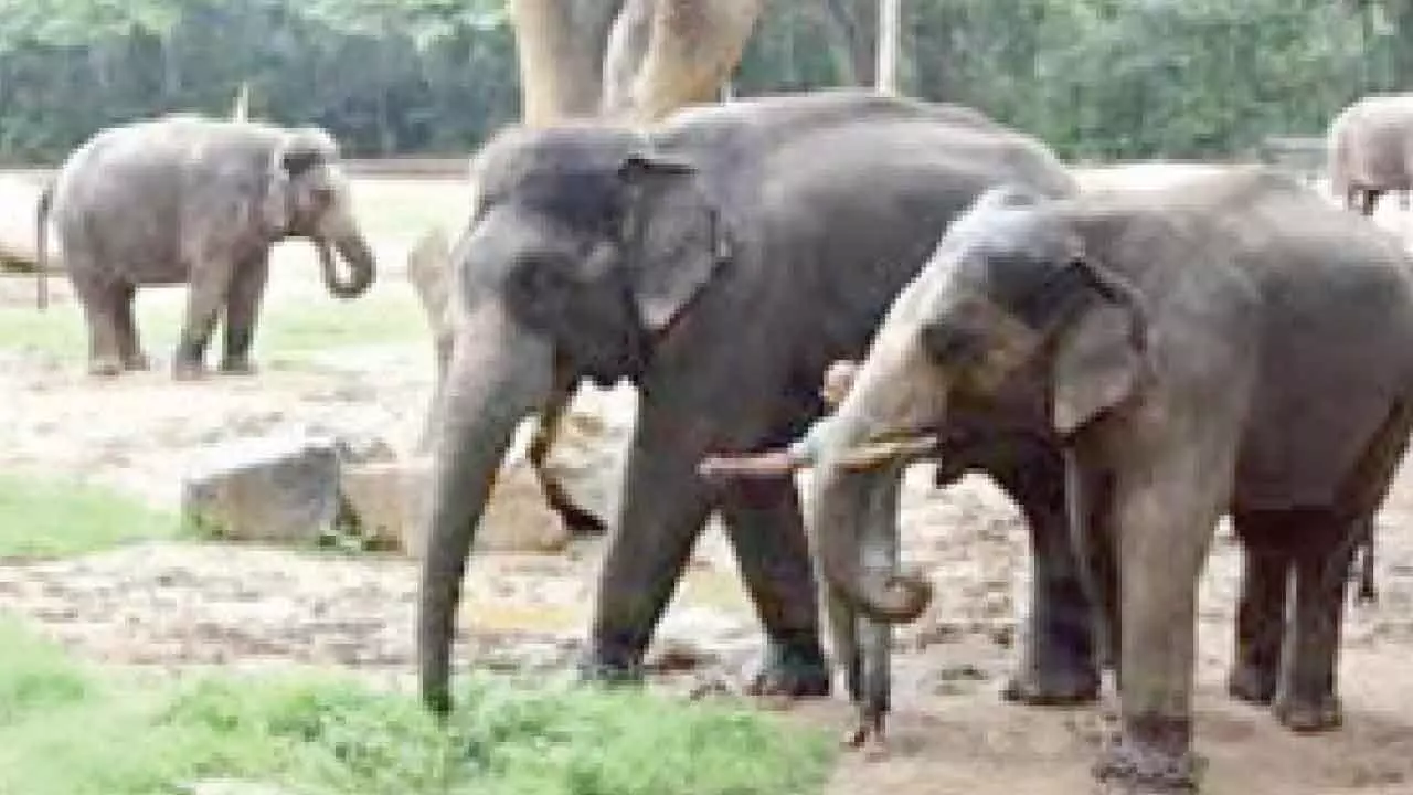 Disciplinary action ordered against negligence at Sakrebailu elephant camp