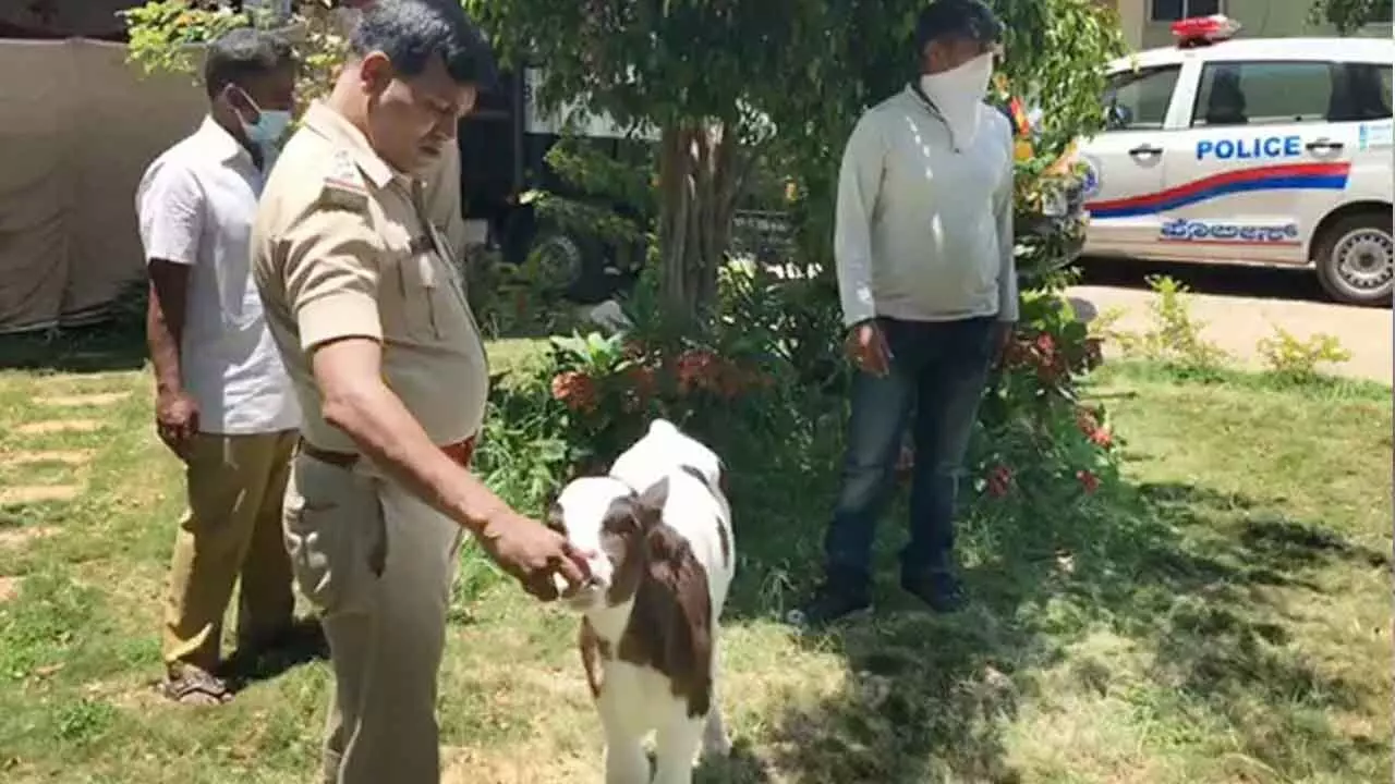 Police chase, seize vehicle; 20 calves rescued