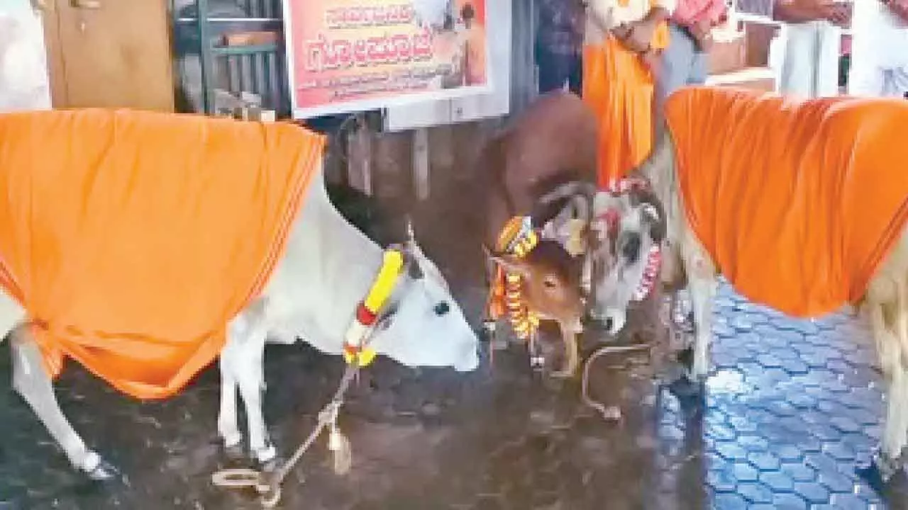 Govt orders cow worship in all temples on Balipadyami Govt orders cow worship in all temples on Balipadyami