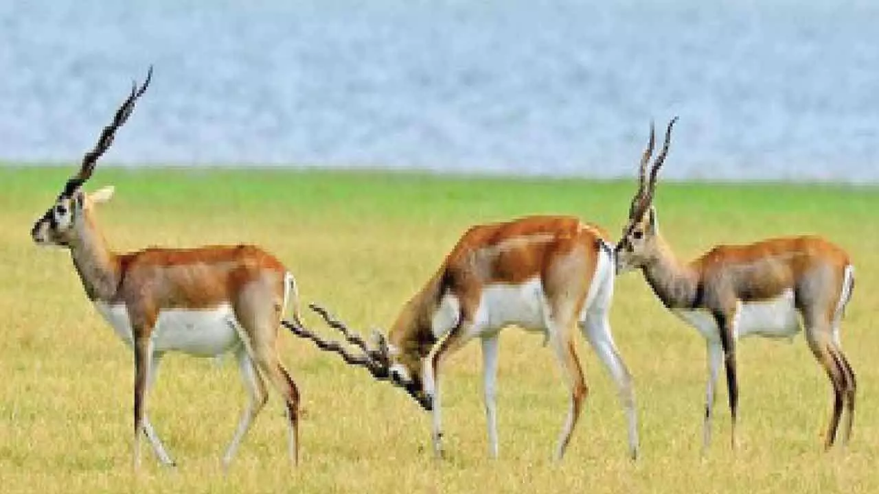 45 blackbucks captured, released into Gandhi Sagar Sanctuary 45 blackbucks captured, released into Gandhi Sagar Sanctuary