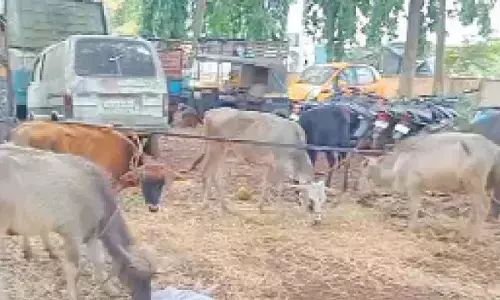 Cow slaughter case withdrawn to appease Muslims: LoP