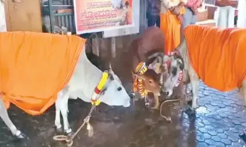 Govt orders cow worship in all temples on Balipadyami