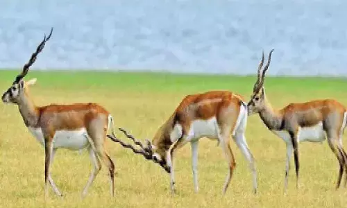45 blackbucks captured, released into Gandhi Sagar Sanctuary