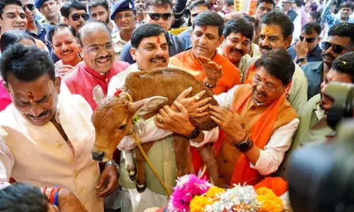 Cows always prefer to live among humans: MP CM on Govardhan Puja