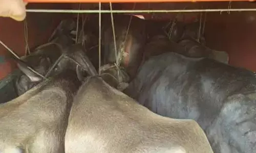 Cattle smuggling suspect shot in leg during police chase