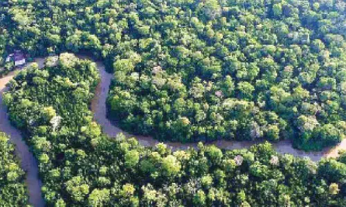 India rises to 9th spot globally in total forest area, as per FAO report