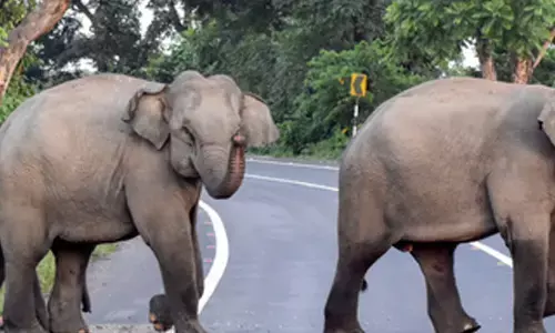 Two wild elephants die in TN’s Coimbatore district