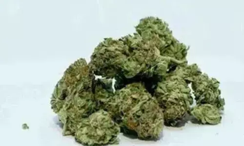 908 kgs of marijuana worth 2.7 cr seized by Task Force SEZ in Bandlaguda Police limits