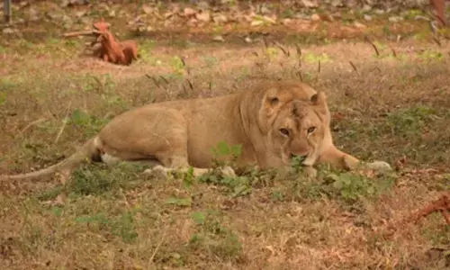 Gujarat: Lioness drowns in Junagadh canal