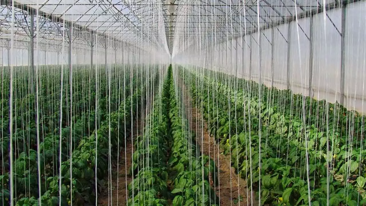 Horticulture to Every Household: TSHU VC unveils vision for Innovation and Outreach Horticulture to Every Household: TSHU VC unveils vision for Innovation and Outreach