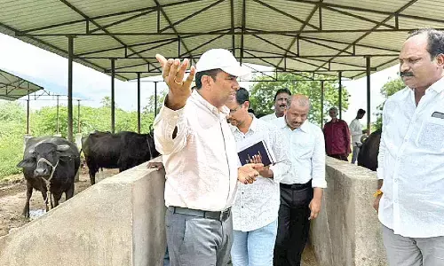 Efforts underway for dairy development: Collector