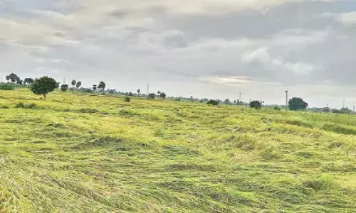Farmers worried as heavy rains flatten paddy fields