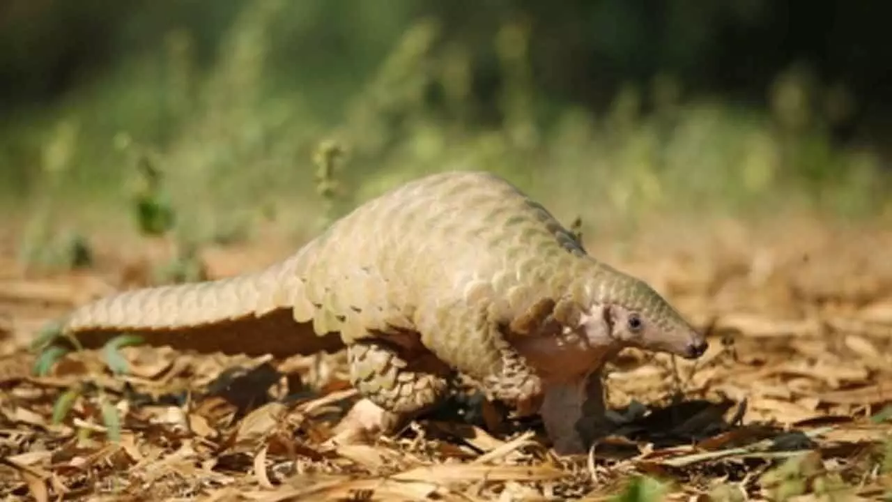 Pangolin smuggling racket busted in Gujarats Rajkot, three arrested