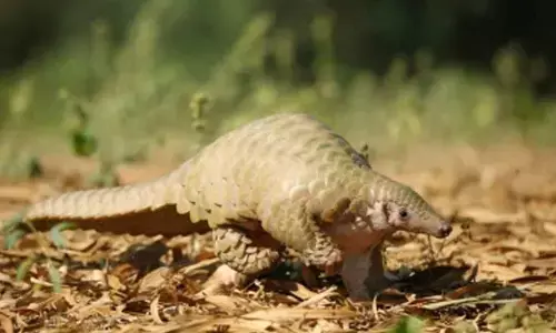 Pangolin smuggling racket busted in Gujarats Rajkot, three arrested