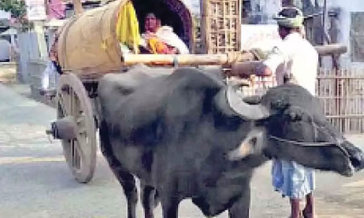 Ambulances turned into ‘bull-ance,’ says Akhilesh Ambulances turned into ‘bull-ance,’ says Akhilesh