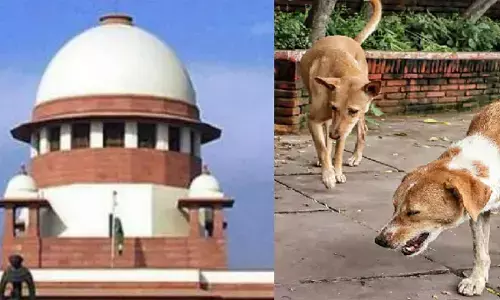 SC slams states over stray dogs cases