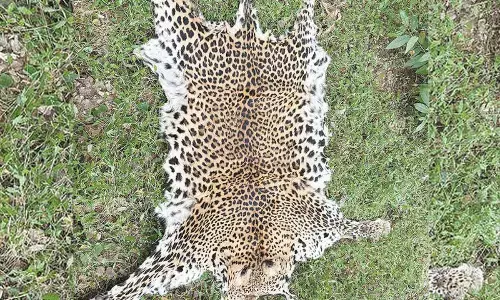 Leopard skin seized, 2 arrested