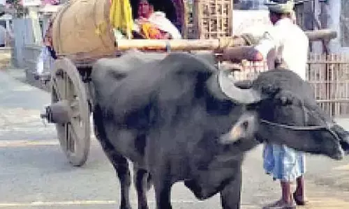 Ambulances turned into ‘bull-ance,’ says Akhilesh