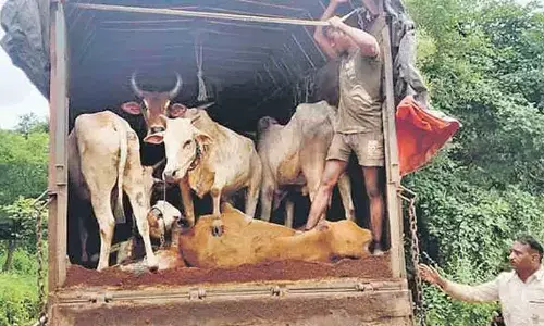 2 wanted cattle smugglers injured in police encounters
