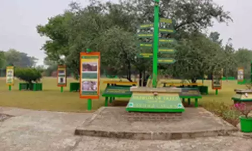 Manuka, a new addition to Chandigarh’s Museum of Trees
