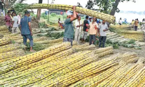 UP govt hikes sugarcane price by Rs 30 per quintal