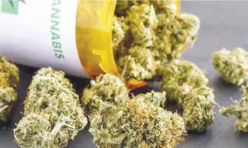 Ex-CBIC officer held with Rs 27 crore ‘marijuana’