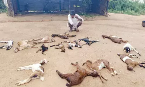 Street dogs maul 20 baby goats to death