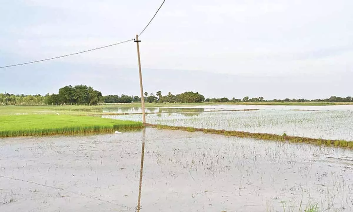 Tirupati suffers Rs. 38.21 cr loss ascyclone Montha strikes dist Tirupati suffers Rs. 38.21 cr loss ascyclone Montha strikes dist