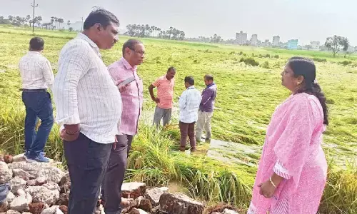 ANGRAU scientists inspect cyclone-hit paddy fields