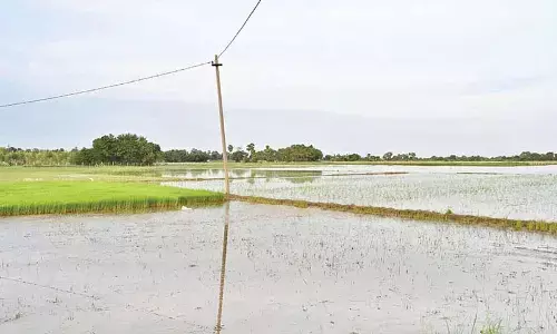 Tirupati suffers Rs. 38.21 cr loss ascyclone Montha strikes dist