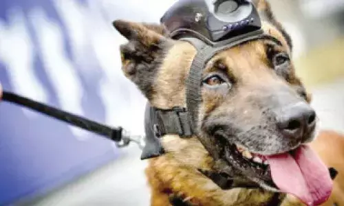 K-9 helps cops unearth hashish worth Rs 1.2 cr