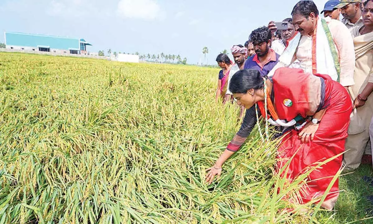 Sharmila demands Rs. 25K per acre as compensation to farmers