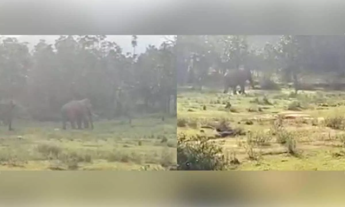 Rampaging elephant to be captured after claiming two lives Rampaging elephant to be captured after claiming two lives