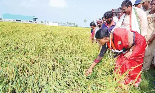 Sharmila demands Rs. 25K per acre as compensation to farmers