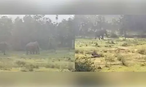 Rampaging elephant to be captured after claiming two lives