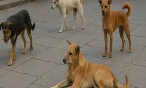 SC to hear stray dogs matter tomorrow; Chief Secys of states, UTs to appear physically