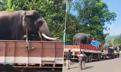 Operation to capture killer elephant begins in Sringeri after two deaths