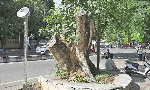 B’luru’s green cover shrinks: 1,222 trees uprooted in 5 months
