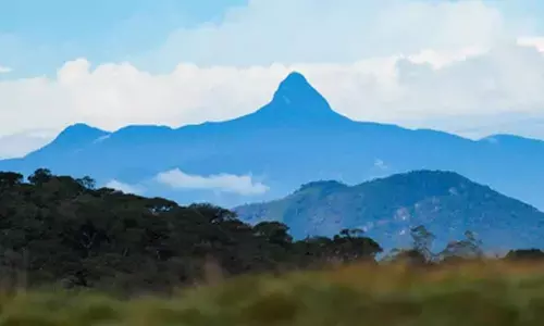 Sri Lanka launches task force to strengthen forest, wildlife protection