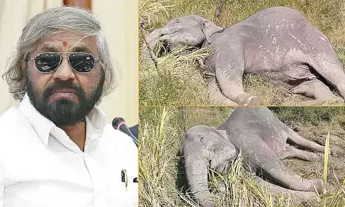 Two wild elephants electrocuted in Khanapur taluk, farmer arrested