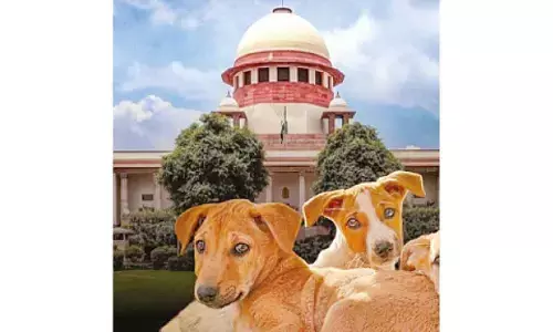 SC cracks down on stray dog menace