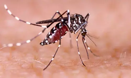 Bangladesh records 1,147 new dengue cases in 24 hours