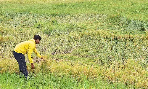 Companies reap profits while farmers get pittance