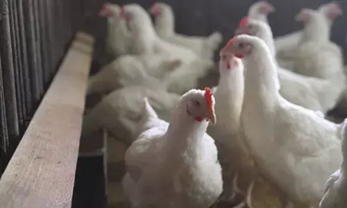 Japan confirms seasons third bird flu outbreak