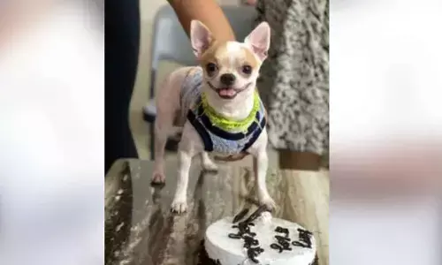 Domestic worker arrested for killing pet dog in Bengaluru