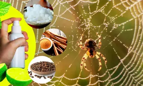 Kitchen Hacks To Keep Spiders Away Naturally